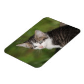 Kitten Magneet (Linkerzijde)