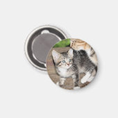 Kitten Magneet (Voorkant / Achterkant)