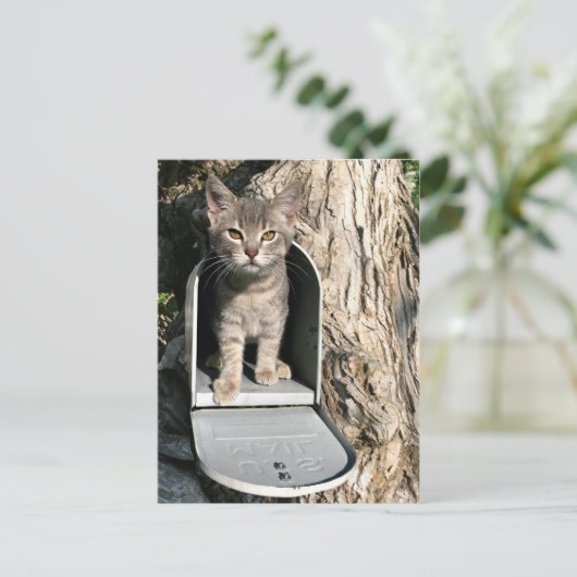 Kitten mail briefkaart (Staand voorkant)
