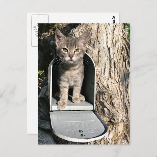 Kitten mail briefkaart (Voorkant / Achterkant)