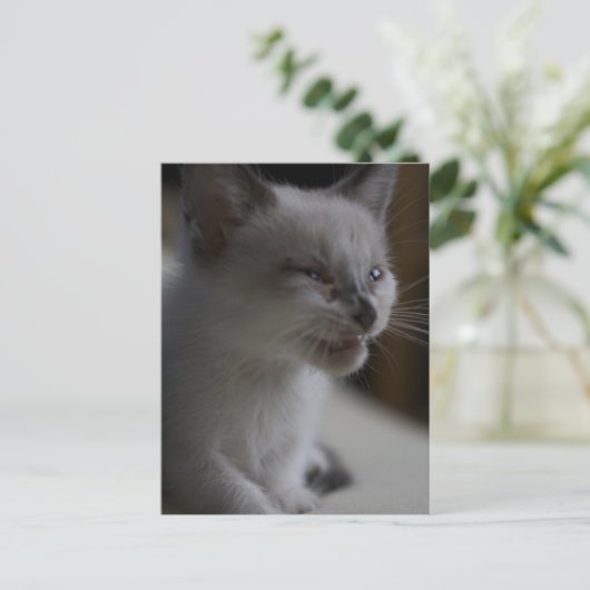 Kitten Medue Briefkaart (Staand voorkant)