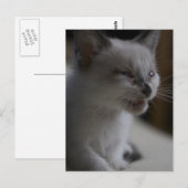 Kitten Medue Briefkaart (Voorkant / Achterkant)