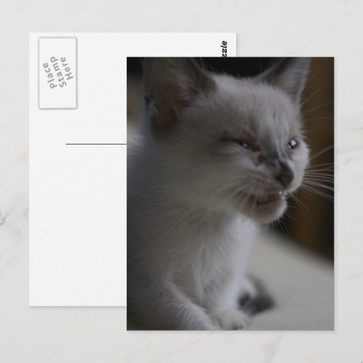 Kitten Medue Briefkaart (Voorkant / Achterkant)