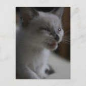 Kitten Medue Briefkaart (Voorkant)