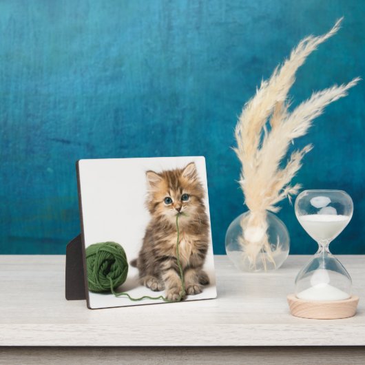 Kitten Met Groene Draad Fotoplaat (Insitu)