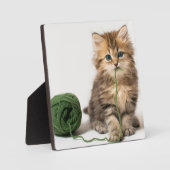 Kitten Met Groene Draad Fotoplaat (Voorkant)