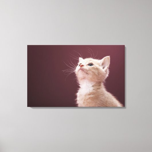 Kitten met whiskers canvas afdruk (Voorkant)