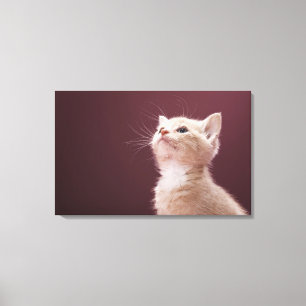 Kitten met whiskers canvas afdruk