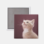 Kitten met whiskers magneet (Voorkant / Achterkant)