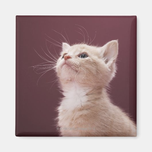 Kitten met whiskers magneet (Voorkant)