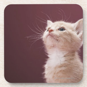 Kitten met whiskers onderzetter