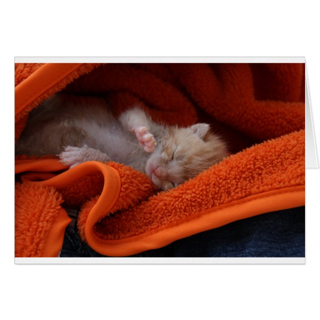 Kitten Newborn- volledig  (Voorkant Horizontaal)