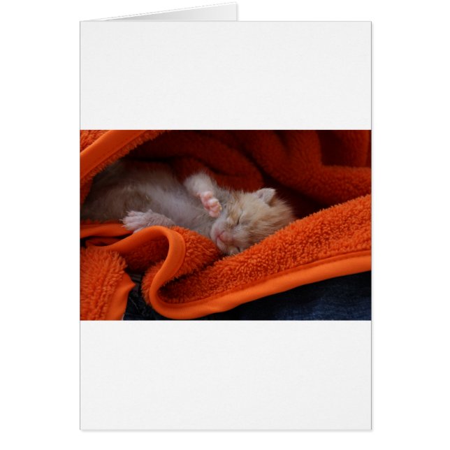 Kitten Newborn- volledig  (Voorkant)