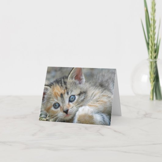 Kitten Note Card Kaart (Voorkant)