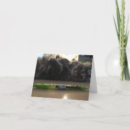 kitten notecard #2 kaart