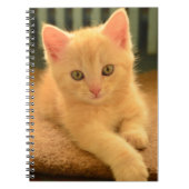 Kitten Notitieboek (Voorkant)