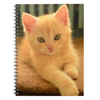 Kitten Notitieboek