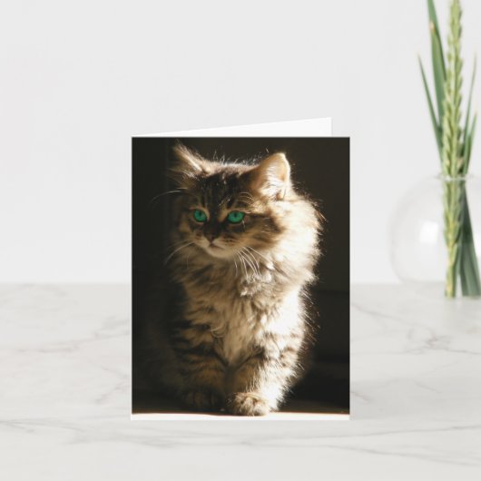 Kitten Notitiekaarten (Voorkant)