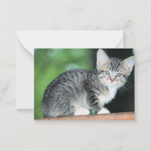 Kitten Notitiekaartje