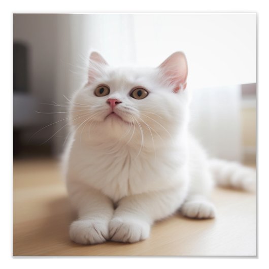 Kitten Nursery & Kinderkamer Prints Foto Afdruk (Voorkant)