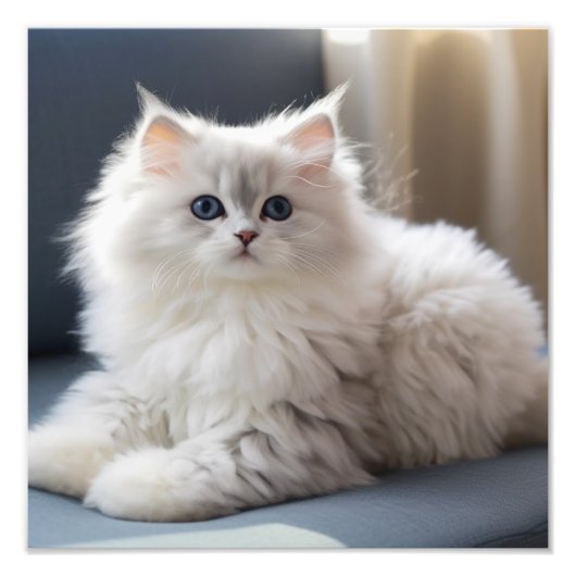 Kitten Nursery & Kinderkamer Prints Foto Afdruk (Voorkant)