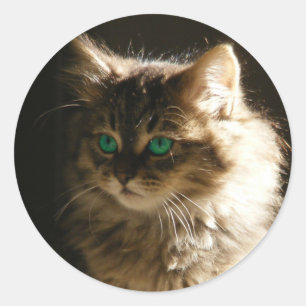 Kitten ogen envelop afdichtingen ronde sticker
