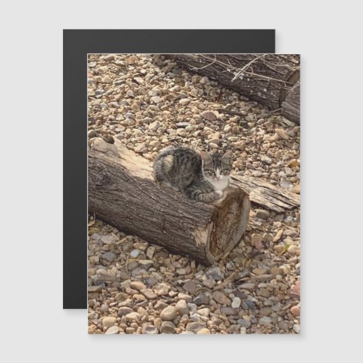 Kitten op een log (Voorkant / Achterkant)