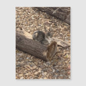 Kitten op een log (Voorkant)