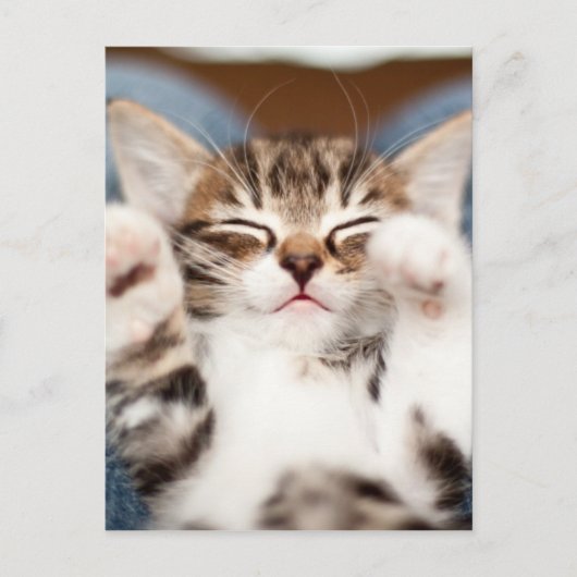 Kitten op mijn lab briefkaart (Voorkant)