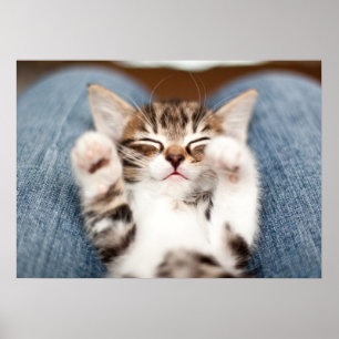 Kitten op mijn lab poster