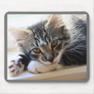 Kitten op Muismat voor Windows