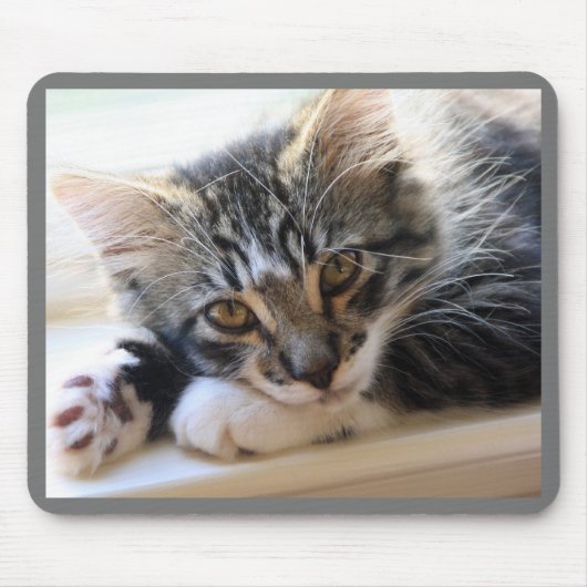 Kitten op Muismat voor Windows (Voorkant)