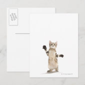Kitten op witte achtergrond briefkaart (Voorkant / Achterkant)