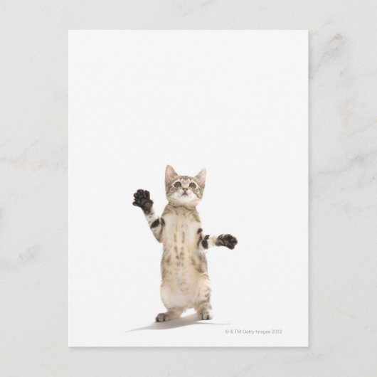 Kitten op witte achtergrond briefkaart (Voorkant)