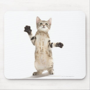 Kitten op witte achtergrond muismat