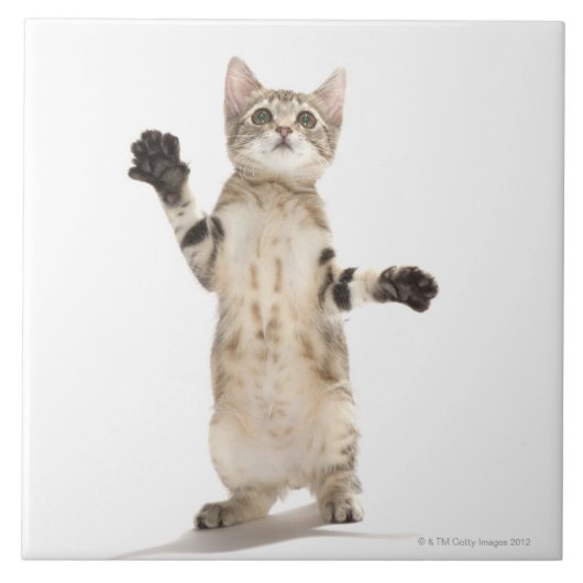 Kitten op witte achtergrond tegeltje (Voorkant)