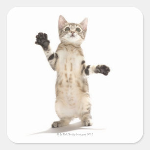 Kitten op witte achtergrond vierkante sticker