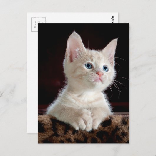 KITTEN: OPENBARE MOMENT ~ BRIEFKAART (Voorkant / Achterkant)