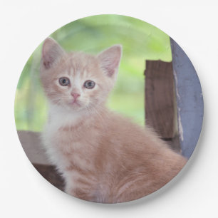 Kitten Papieren Bordje