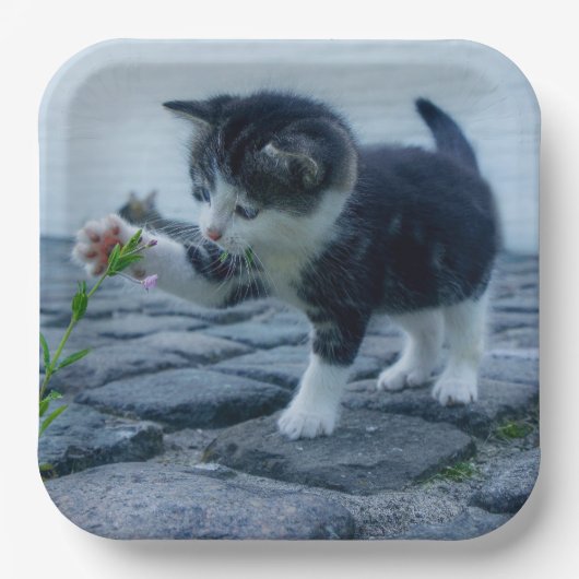 Kitten Papieren Bordje (Voorkant)