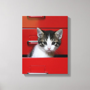Kitten Peking Canvas Afdruk