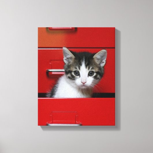 Kitten Peking Canvas Afdruk (Voorkant)