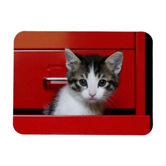 Kitten Peking Magneet (Horizontaal)