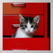 Kitten Peking Poster (Voorkant)