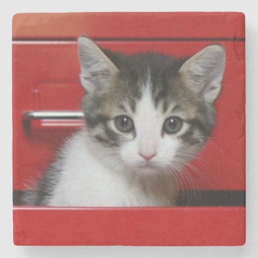 Kitten Peking Stenen Onderzetter (Voorkant)