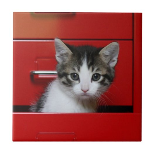 Kitten Peking Tegeltje (Voorkant)