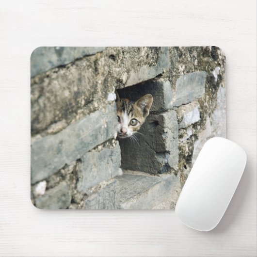 Kitten Peking uit Wall, Yangshuo, Guangxi Muismat (Met muis)