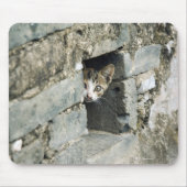 Kitten Peking uit Wall, Yangshuo, Guangxi Muismat (Voorkant)