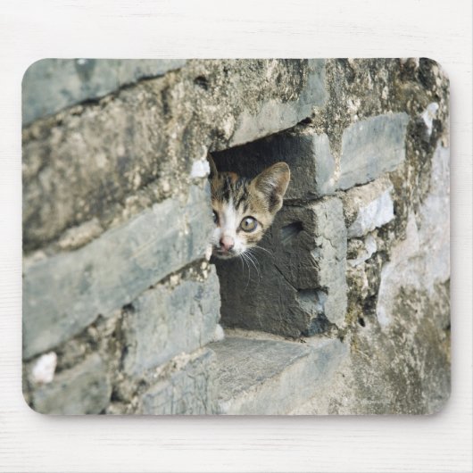 Kitten Peking uit Wall, Yangshuo, Guangxi Muismat (Voorkant)
