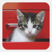 Kitten Peking Vierkante Sticker (Voorkant)